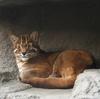 Asian Golden Cat (Pardofelis temminckii) - Wiki