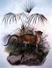 Bornean Bay Cat (Pardofelis badia) - Wiki