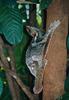 Sunda Flying Lemur (Galeopterus variegatus) - Wiki
