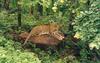 Indian Leopard (Panthera pardus fusca) - Wiki