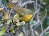 Golden Bush-robin (Tarsiger chrysaeus) - Wiki