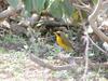 Golden Bush-robin (Tarsiger chrysaeus) male