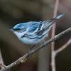 Cerulean Warbler (Dendroica cerulea) - Wiki