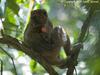 Greater Bamboo Lemur (Prolemur simus) - Wiki