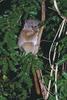 Red-tailed Sportive Lemur (Lepilemur ruficaudatus) - Wiki