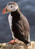 Puffin (Family: Alcidae, Genus: Fratercula) - Wiki