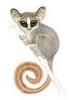 Rondo Bushbaby (Galago rondoensis) - Wiki