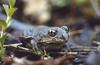 Common Spadefoot Toad (Pelobates fuscus) - Wiki