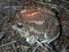 Great Basin Spadefoot Toad (Spea intermontana) - Wiki