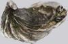 Giant Pacific Oyster (Crassostrea gigas) - Wiki