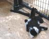 Black-and-white Ruffed Lemur (Varecia variegata) - Wiki