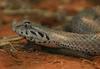 Common Death Adder (Acanthophis antarcticus) - Wiki