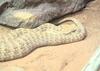 Desert Death Adder (Acanthophis pyrrhus) - Wiki