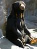 Sun Bear (Helarctos malayanus) - Wiki
