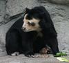 Spectacled Bear (Tremarctos ornatus) - Wiki