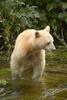 Kermode Bear (Ursus americanus kermodei) - Wiki