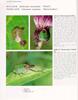 [노린재] 애기노린재 (Rubiconia intermedia), 북방풀노린재 (Palomena angulosa)