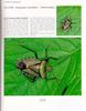 [노린재] 왕노린재 Pentatoma metallifera