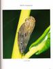 [거품벌레] 노랑무늬거품벌레 Aphrophora major