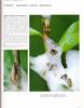 [거품벌레] 거품벌레 Aphrophora costalis