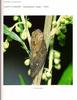 [거품벌레] 노랑무늬거품벌레 Aphrophora major