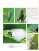 [거품벌레] 노랑무늬거품벌레 Aphrophora major