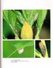 [거품벌레] 노랑무늬거품벌레 Aphrophora major
