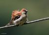 Old World Sparrow (Family: Passeridae, Genus: Passer) - Wiki