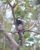 Spanish Sparrow (Passer hispaniolensis) - Wiki