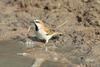 Rufous Sparrow (Passer motitensis) - Wiki