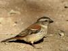 Cape Sparrow (Passer melanurus) - Wiki