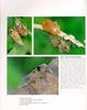 [매미과] 말매미 Cryptotympana dubia