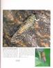 [매미과] 소요산매미 Leptosemia takasagonis
