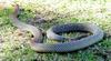 King Brown Snake, Mulga (Pseudechis australis) - Wiki
