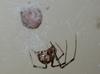 Common House Spider (Family: Theridiidae, Genus: Achaearanea) - Wiki
