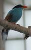 Green Magpie (Cissa chinensis) - Wiki