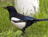 European Magpie (Pica pica) - Wiki