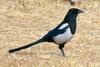 Korean Magpie (Pica pica sericea) - Wiki