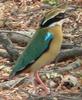 Indian Pitta (Pitta brachyura) - Wiki