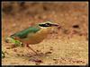 Pitta (Family: Pittidae, Genus Pitta) - Wiki