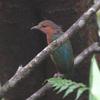 Blue-rumped Pitta (Pitta soror) - Wiki