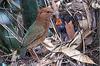 Rusty-naped Pitta (Pitta oatesi) - Wiki