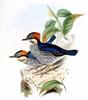 Blue Pitta (Pitta cyanea) - Wiki