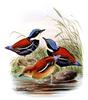 Blue-headed Pitta (Pitta baudii) - Wiki