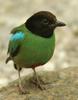 Hooded Pitta (Pitta sordida) - Wiki