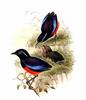 Graceful Pitta (Pitta venusta) - Wiki