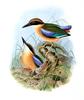 Blue-winged Pitta (Pitta moluccensis) - Wiki