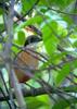 Mangrove Pitta (Pitta megarhyncha) - Wiki