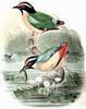 Elegant Pitta (Pitta elegans) - Wiki