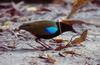 Rainbow Pitta (Pitta iris) - Wiki